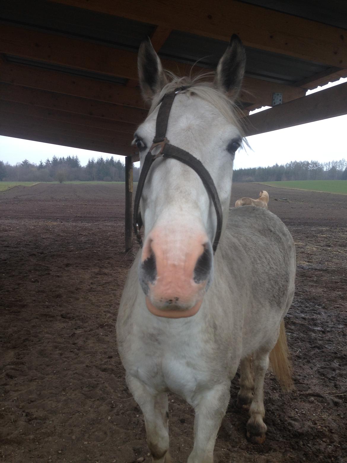 Welsh Partbred (Sec F) Mr. Hendrix - Jeg har selv taget grimen på mor billede 17