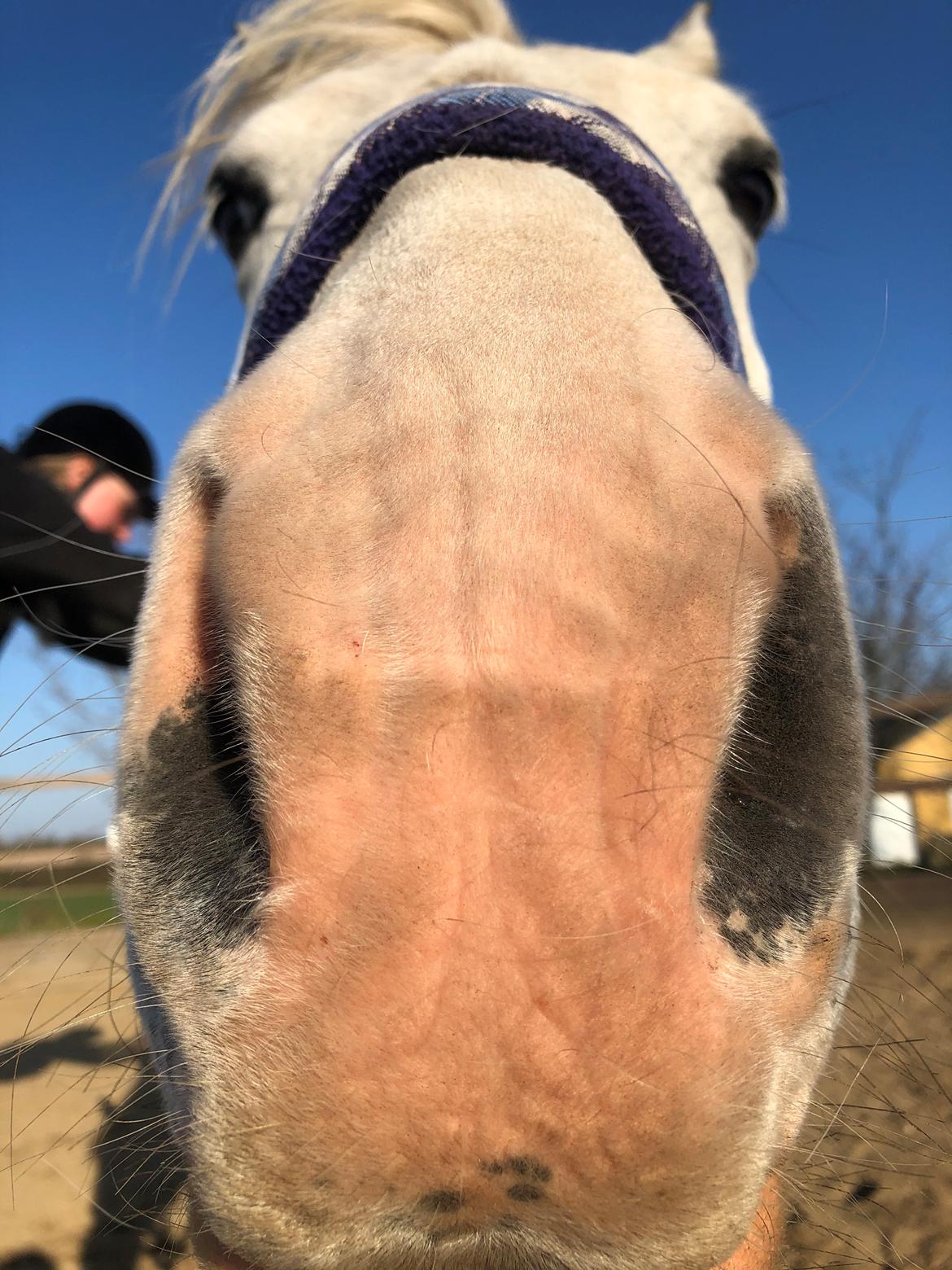 Welsh Partbred (Sec F) Mr. Hendrix - Møøøøøz  billede 18