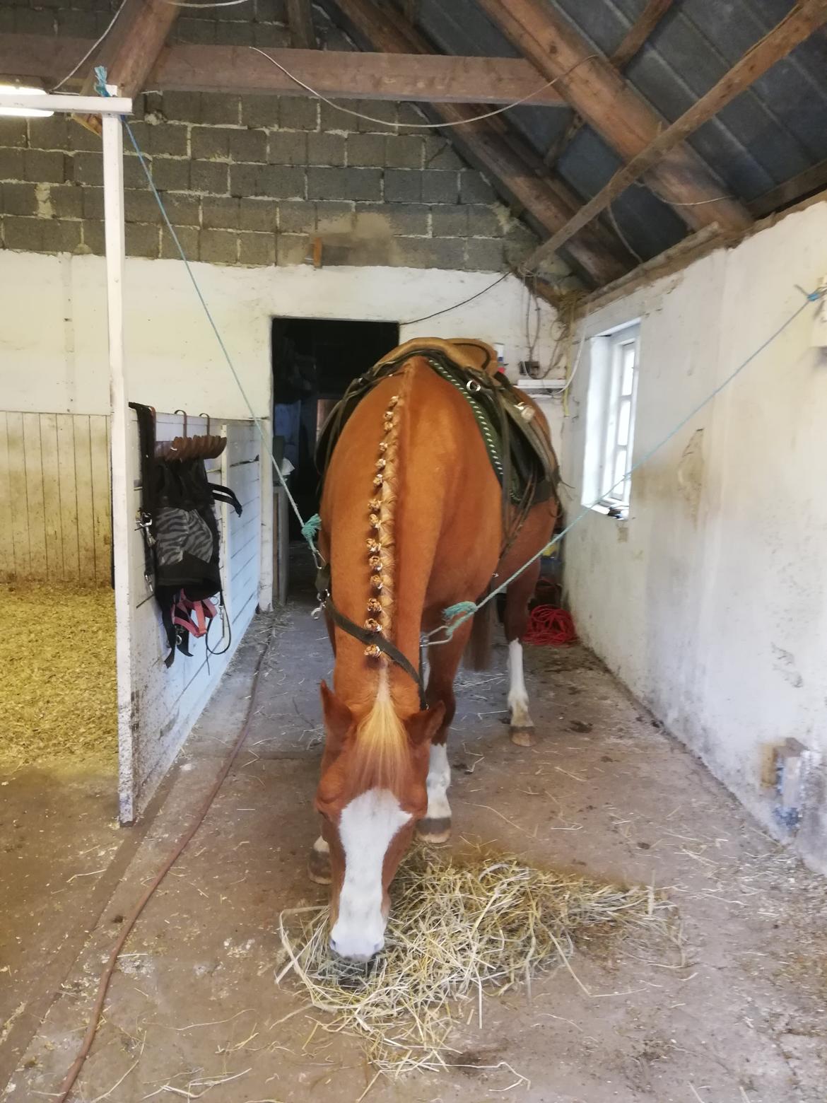 Anden særlig race Schato  billede 3