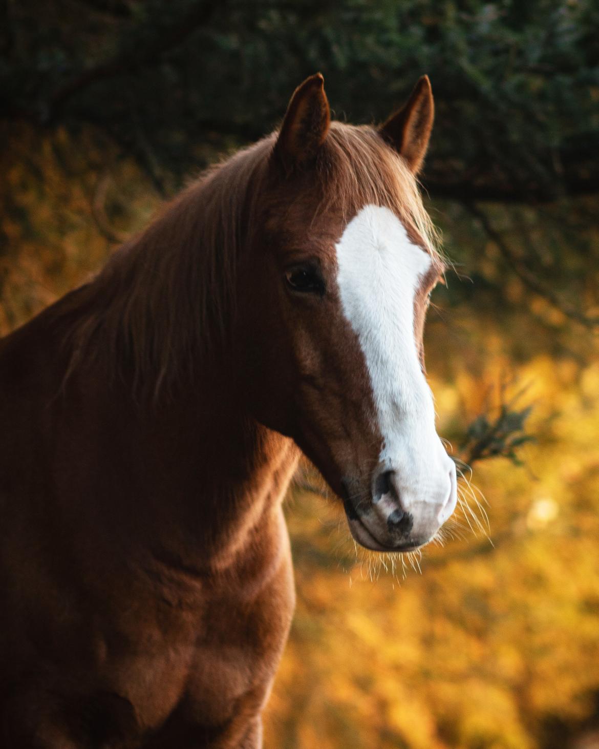 Anden særlig race Schato  billede 4