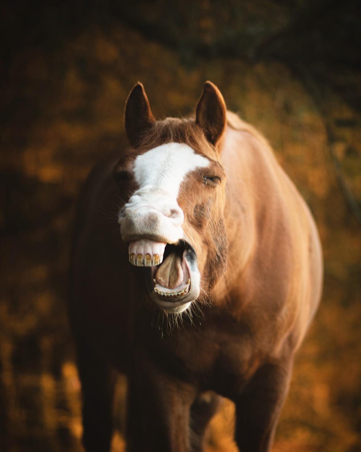 Anden særlig race Schato  billede 5