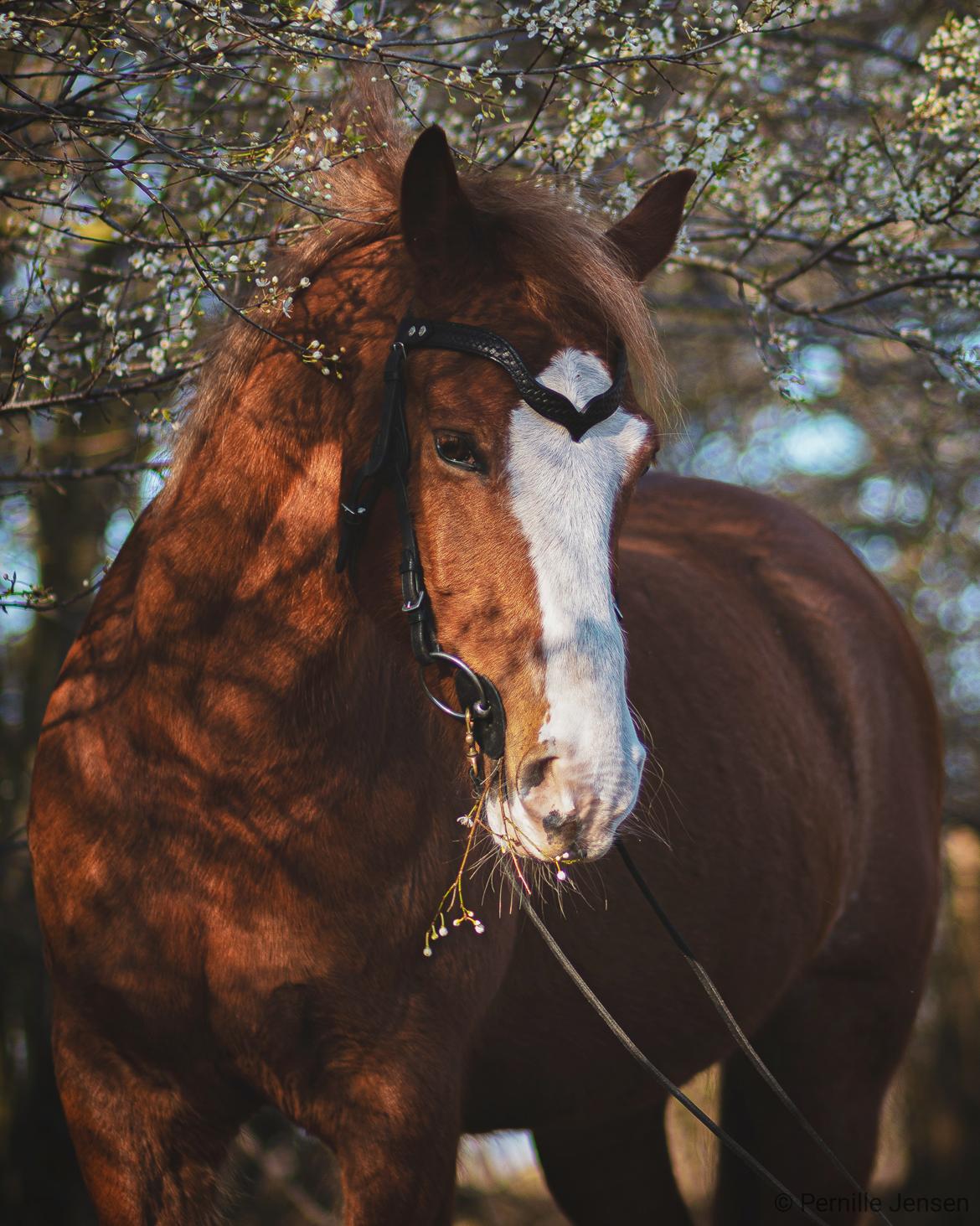 Anden særlig race Schato  billede 6