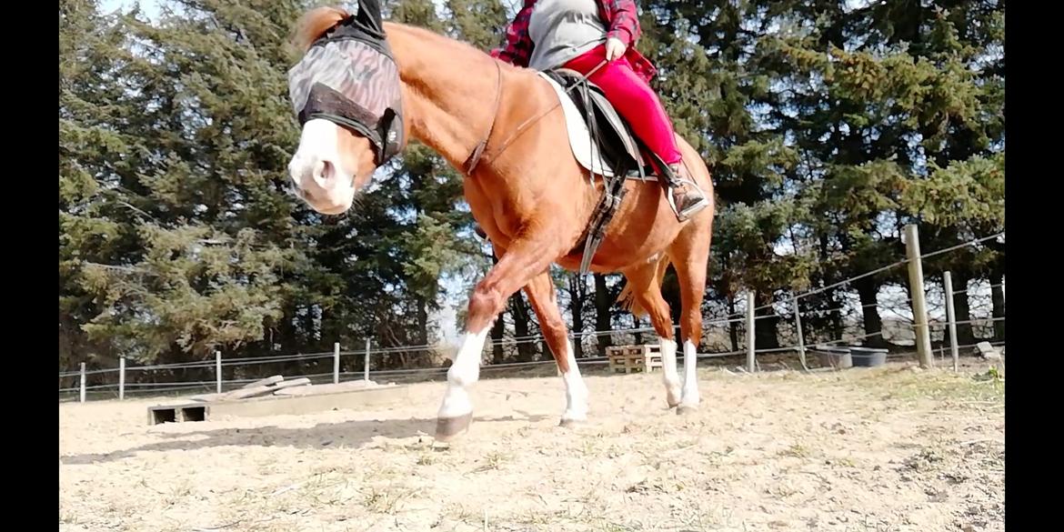 Anden særlig race Schato  billede 7