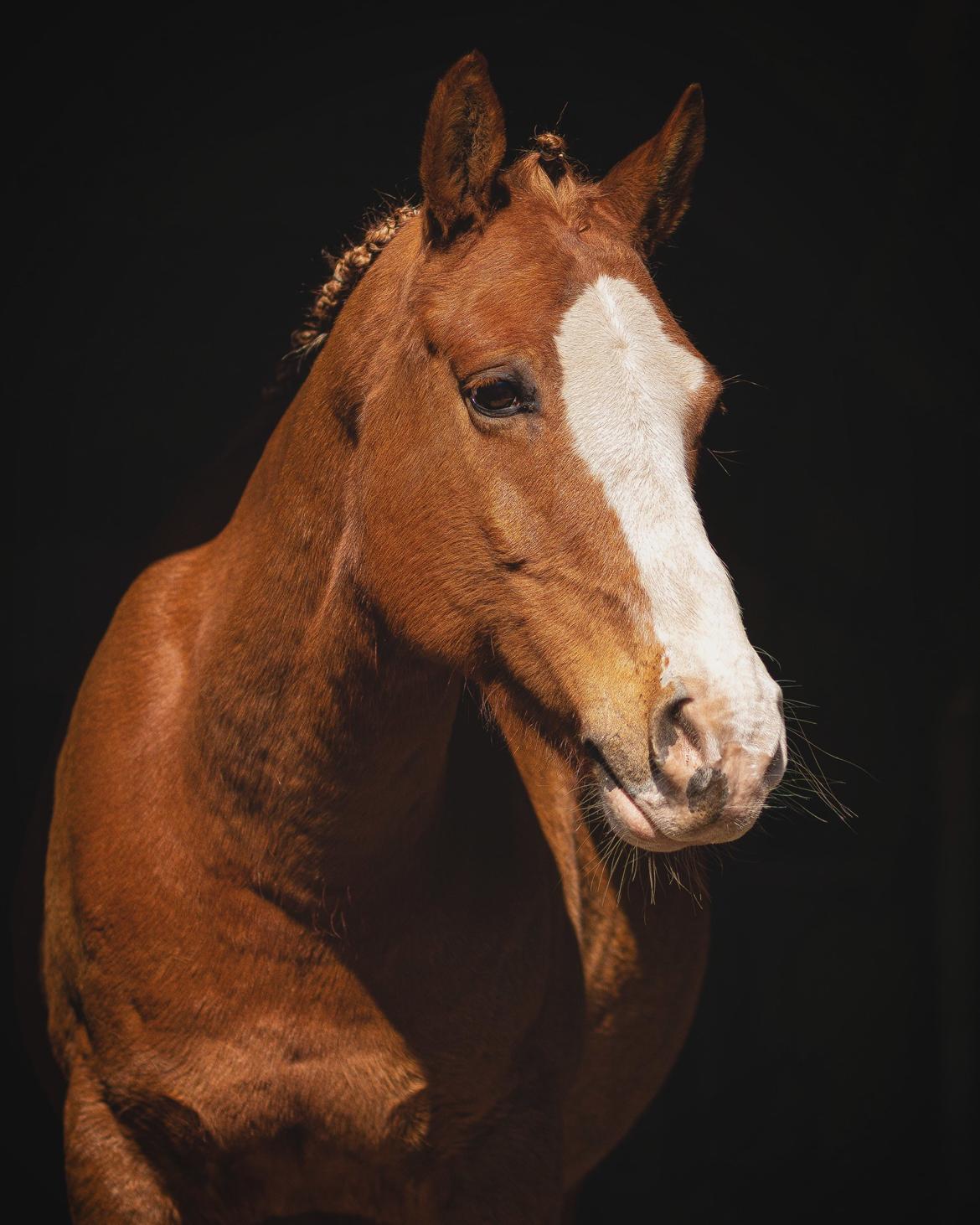 Anden særlig race Schato  billede 2
