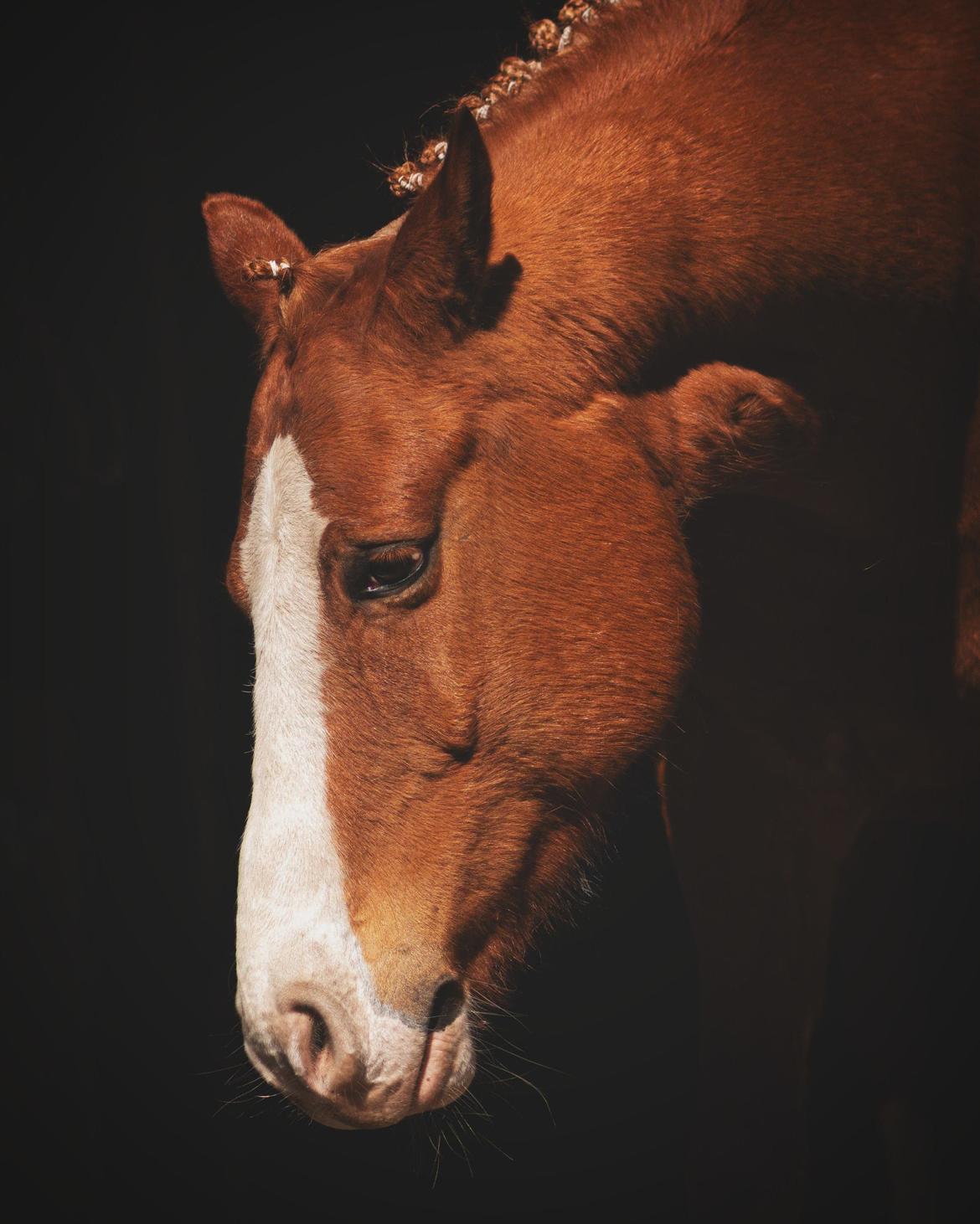 Anden særlig race Schato  billede 1