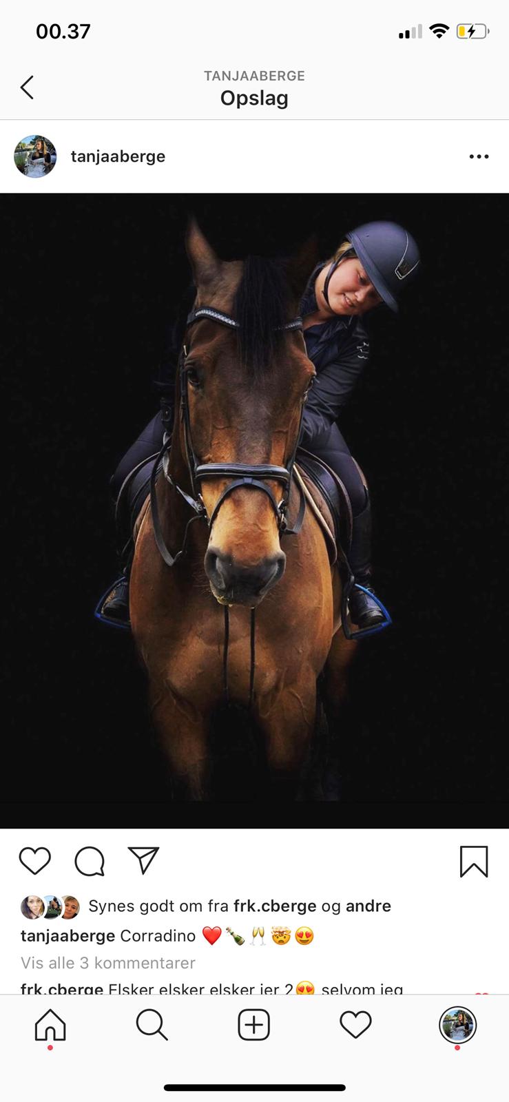 Holstener Corradino billede 15