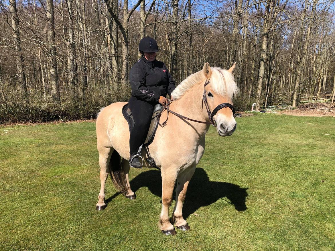 Fjordhest Tronkærs Pegasus billede 17