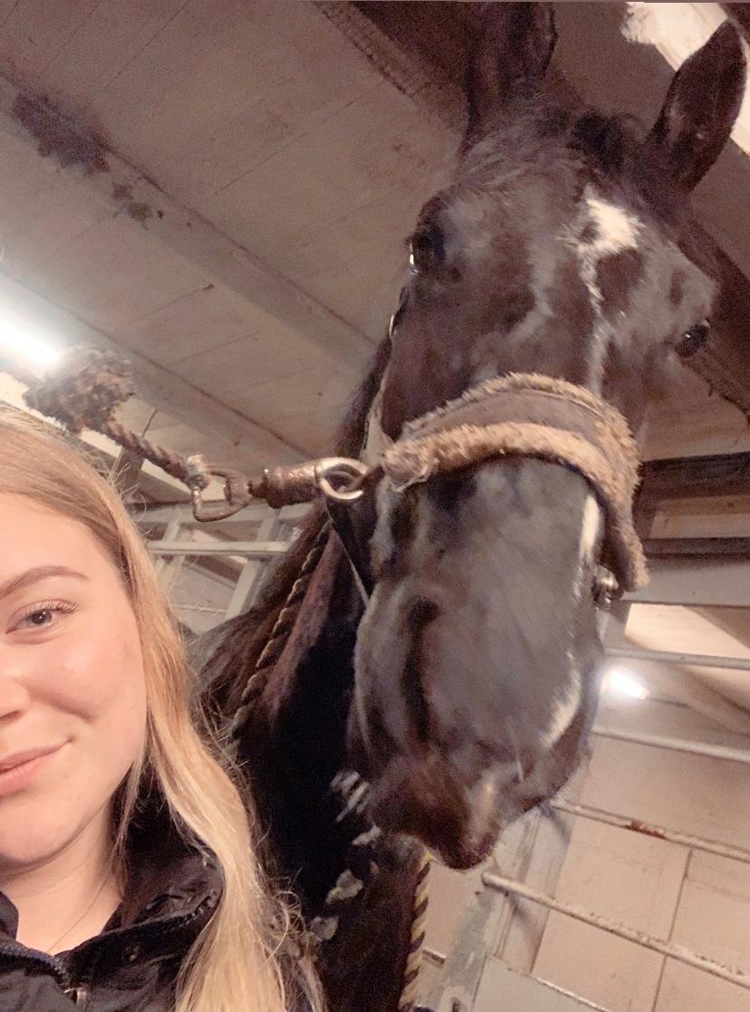 Oldenborg Matinique af strandhøjgaard billede 11