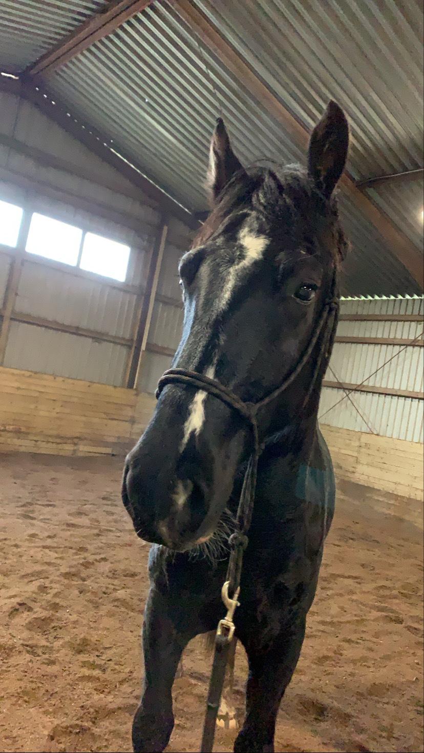 Oldenborg Matinique af strandhøjgaard billede 14