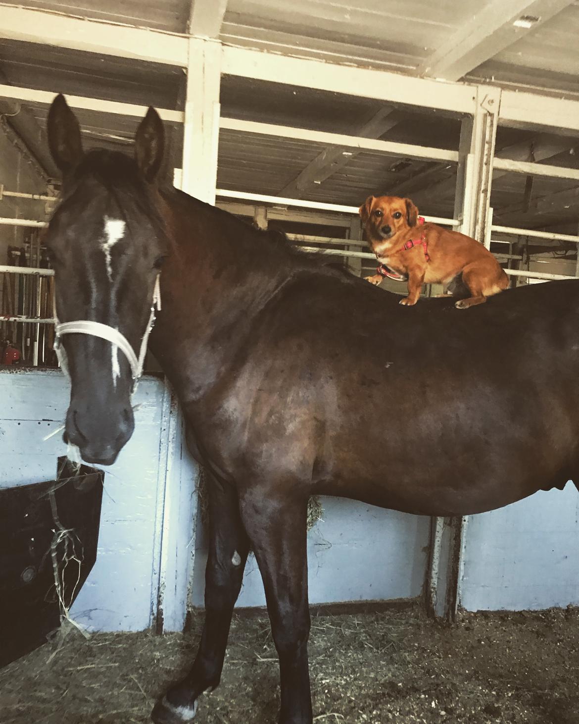 Oldenborg Matinique af strandhøjgaard billede 17