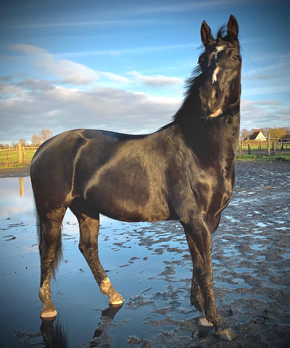 Oldenborg Matinique af strandhøjgaard billede 18