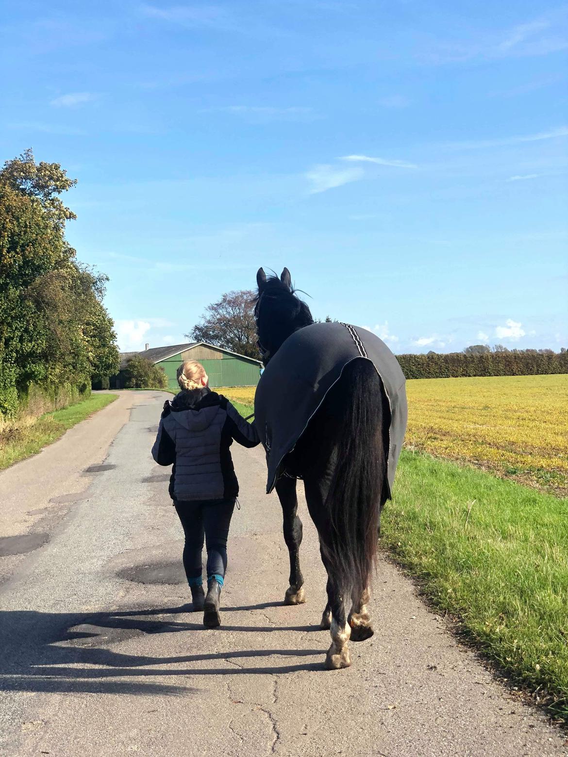 Oldenborg Matinique af strandhøjgaard billede 19