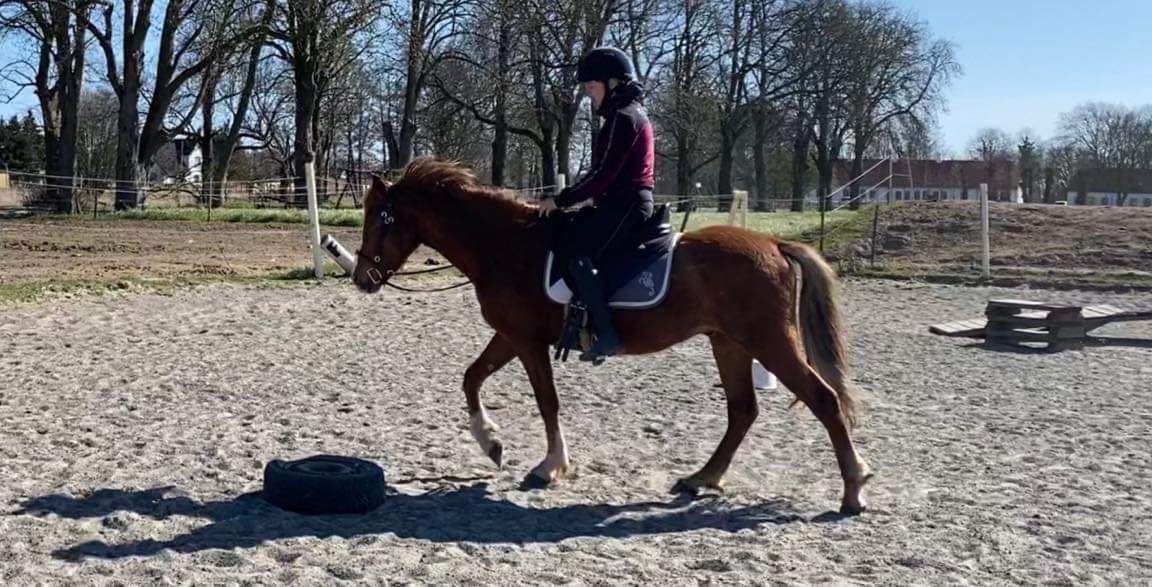 Welsh Partbred (Sec F) Stensgårds Dancing Chivas billede 14