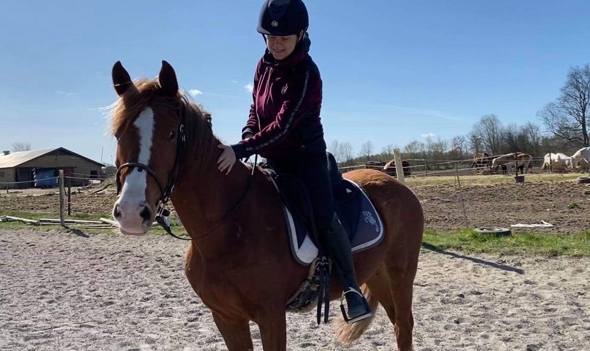 Welsh Partbred (Sec F) Stensgårds Dancing Chivas billede 15