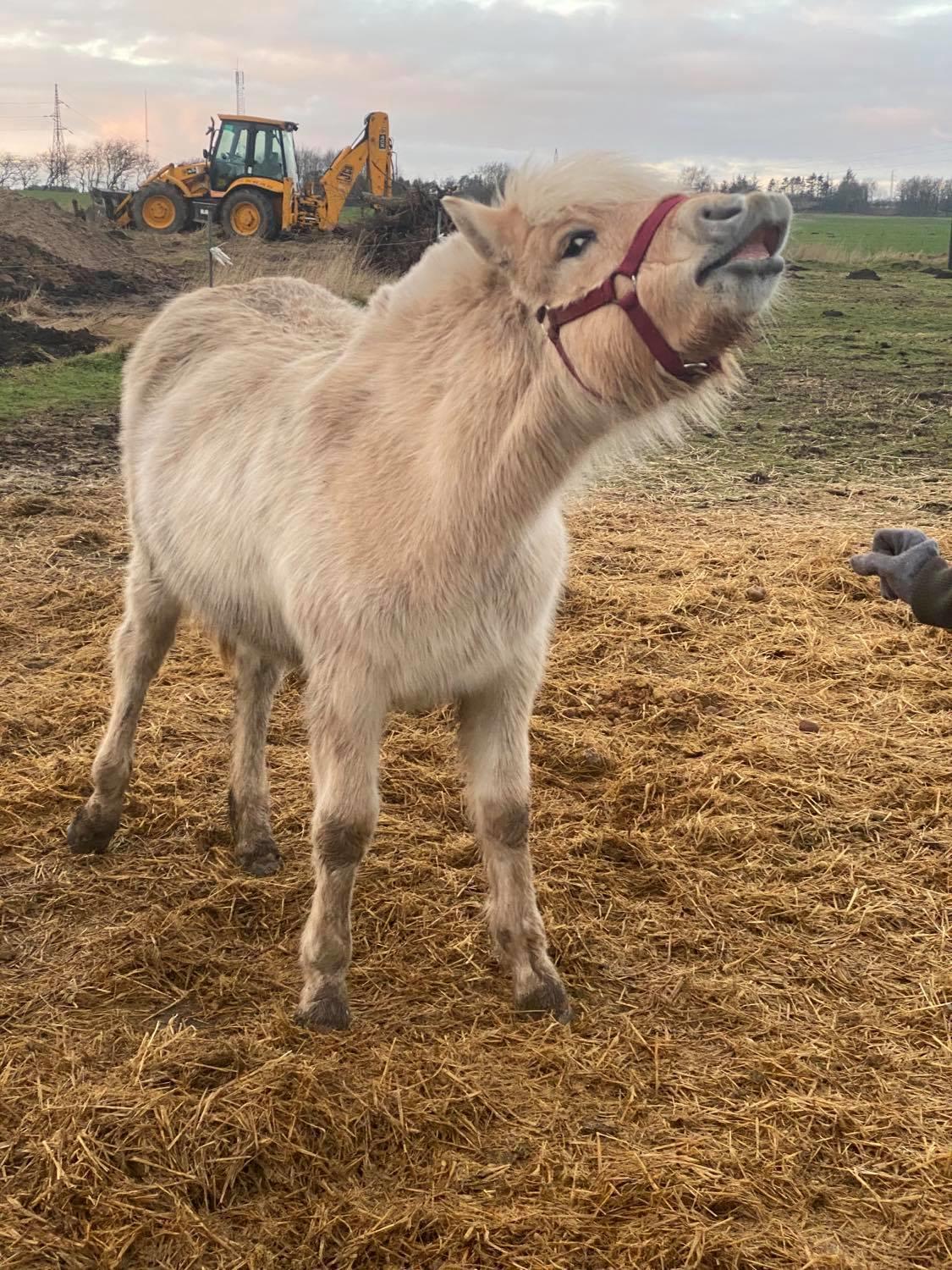 Fjordhest Lindelyst Elvira - Elvira har fået vinterfrakken på ;) billede 1