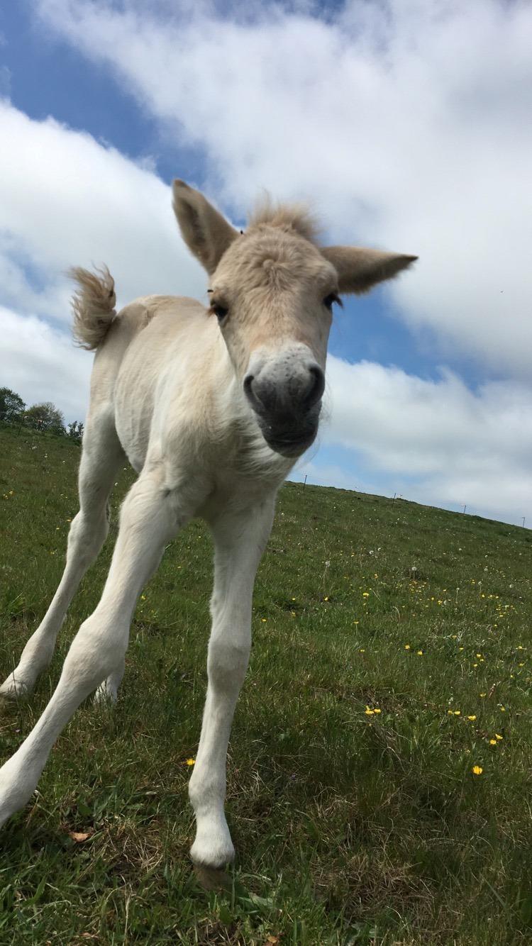 Fjordhest Lindelyst Elvira billede 5