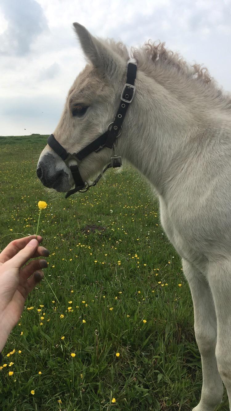 Fjordhest Lindelyst Elvira billede 6