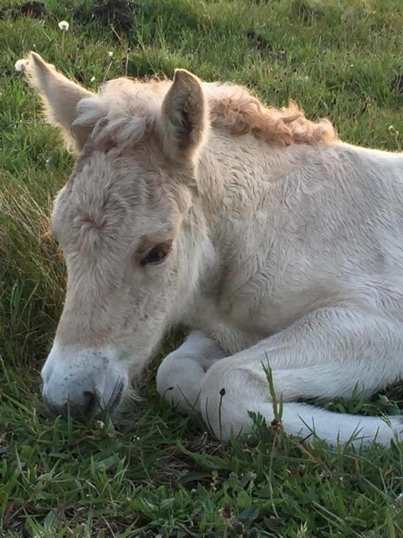 Fjordhest Lindelyst Elvira billede 3
