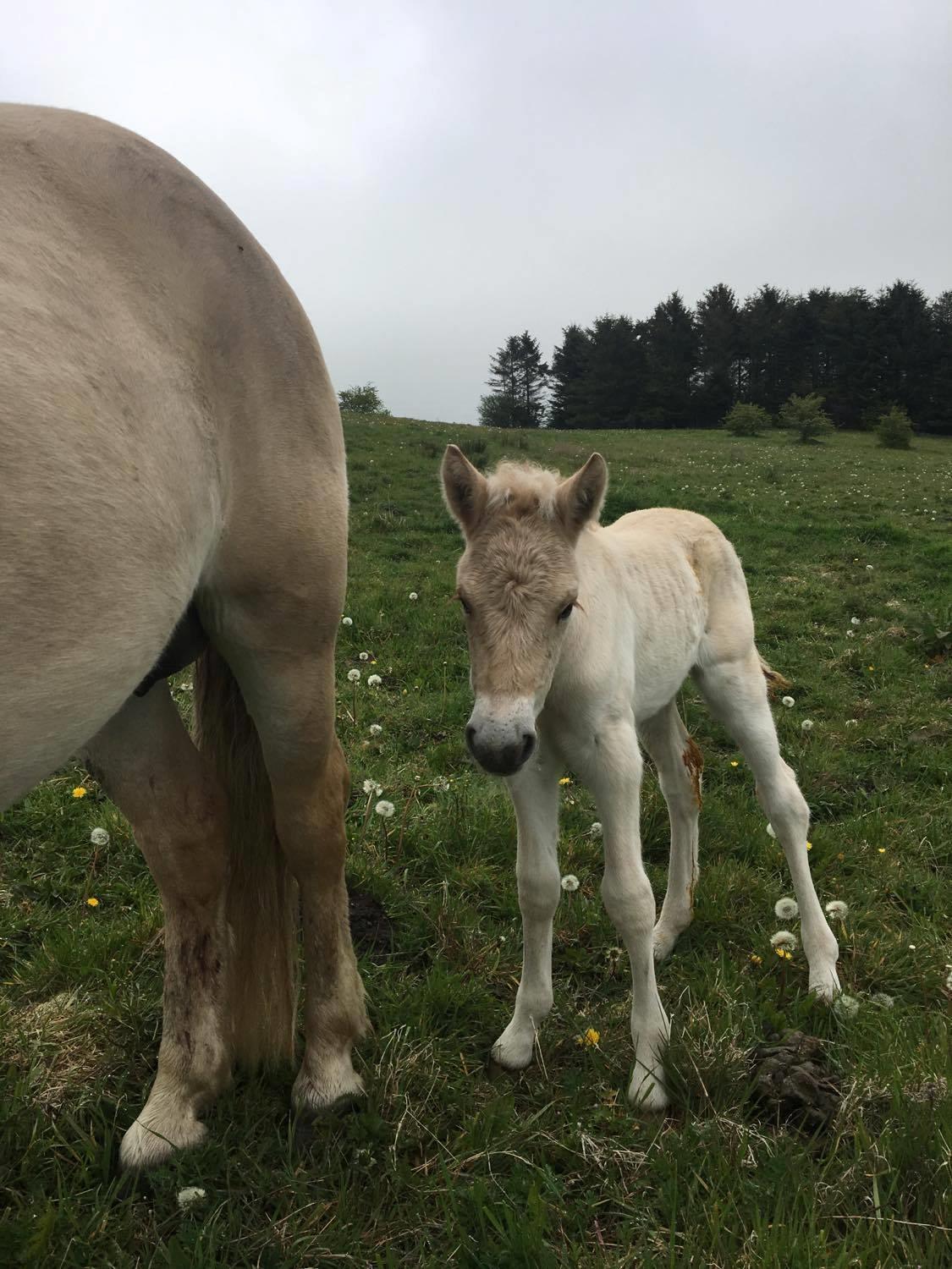 Fjordhest Lindelyst Elvira - Elvira få dage efter foling billede 7