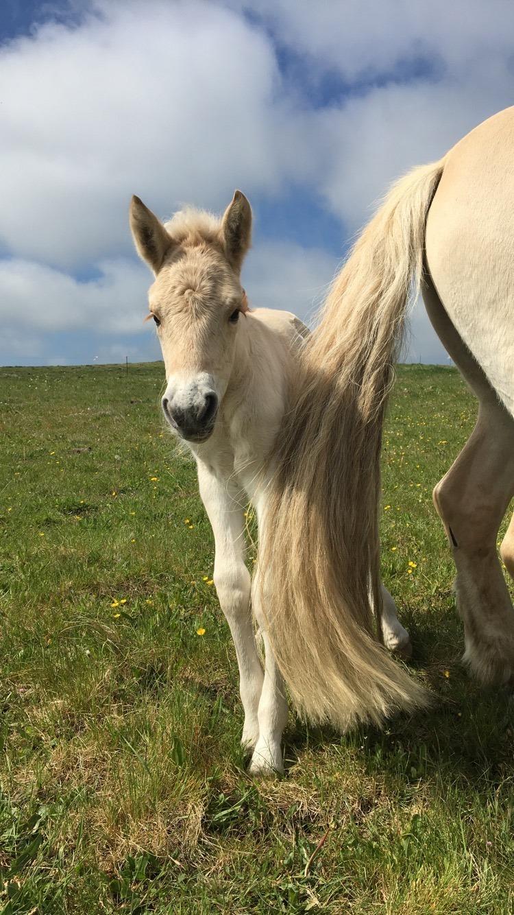 Fjordhest Lindelyst Elvira - Elvira få dage efter folling billede 4
