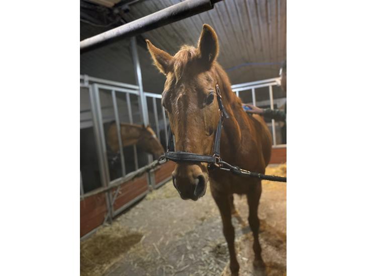 {{currentPhoto.altText}} billede {{currentPhoto.number}}