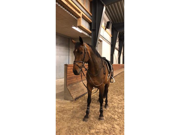 {{currentPhoto.altText}} billede {{currentPhoto.number}}