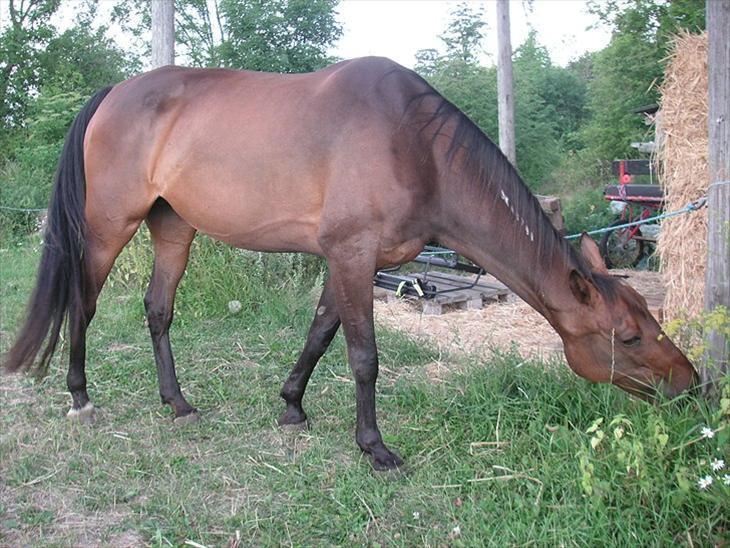 {{currentPhoto.altText}} billede {{currentPhoto.number}}