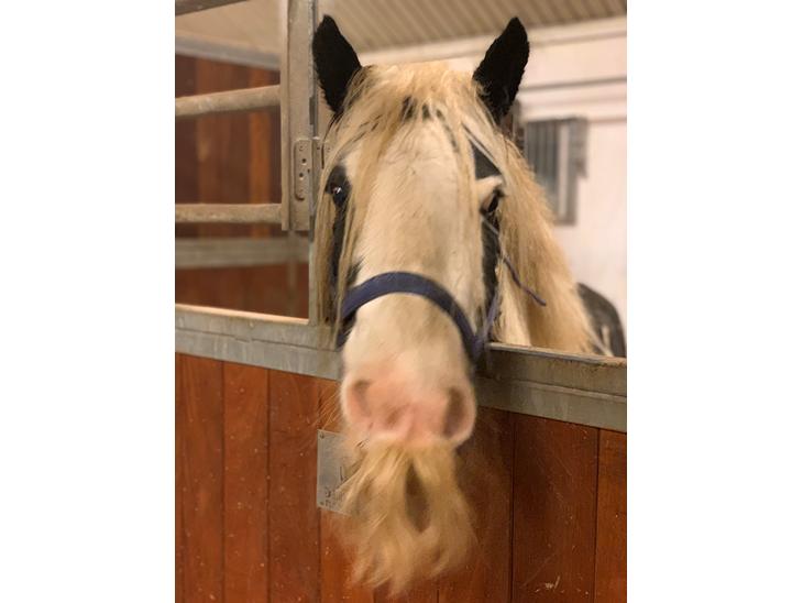 {{currentPhoto.altText}} billede {{currentPhoto.number}}