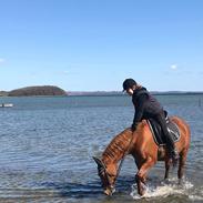 Anden særlig race Alista Cleopatra