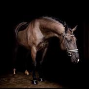 Oldenborg Q-Bec Bennedsgaard (Part)