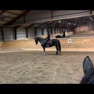 Oldenborg Q-Bec Bennedsgaard (Part)