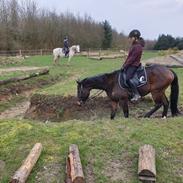 Trakehner Callisto