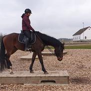 Trakehner Callisto