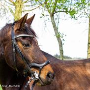 Trakehner Callisto