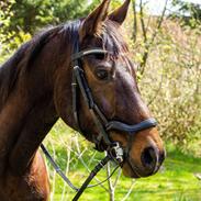 Trakehner Callisto