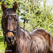Trakehner Callisto