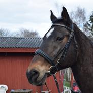 Dansk Varmblod Schelhase's Loke (Snøvsen)