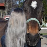 Dansk Varmblod Schelhase's Loke (Snøvsen)