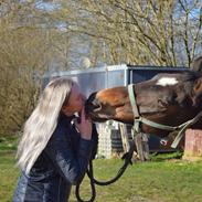 Dansk Varmblod Schelhase's Loke (Snøvsen)