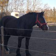 Irish Cob Playing Mustang Sally