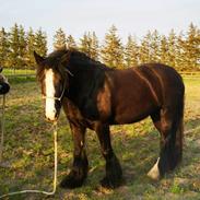 Irish Cob Playing Mustang Sally