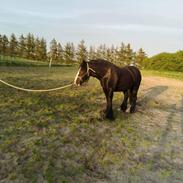 Irish Cob Playing Mustang Sally