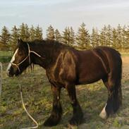 Irish Cob Playing Mustang Sally