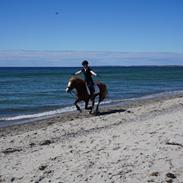 Welsh Pony af Cob-type (sec C) Gribsvads Emma Jo