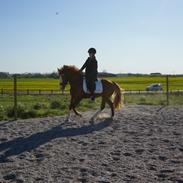 Welsh Pony af Cob-type (sec C) Gribsvads Emma Jo