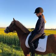 Welsh Pony af Cob-type (sec C) Gribsvads Emma Jo