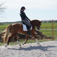 Welsh Pony af Cob-type (sec C) Gribsvads Emma Jo