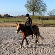 Welsh Pony af Cob-type (sec C) Gribsvads Emma Jo