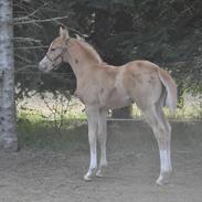 Palomino Valentin h