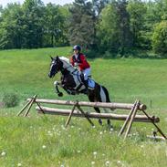 Tysk Sportspony Kyesgårds Zeldana
